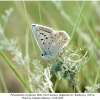 polyommatus corydonius daghestan male 1